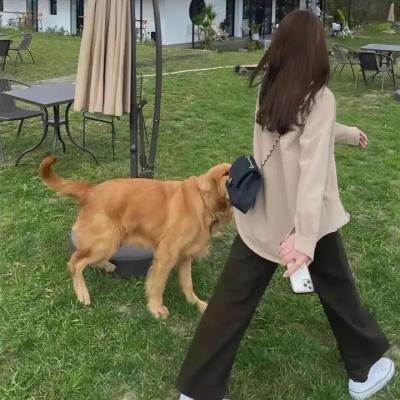与梦共舞